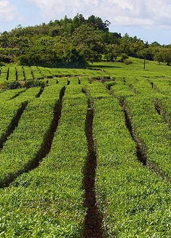 茶园1.jpg 茶园1.jpg
