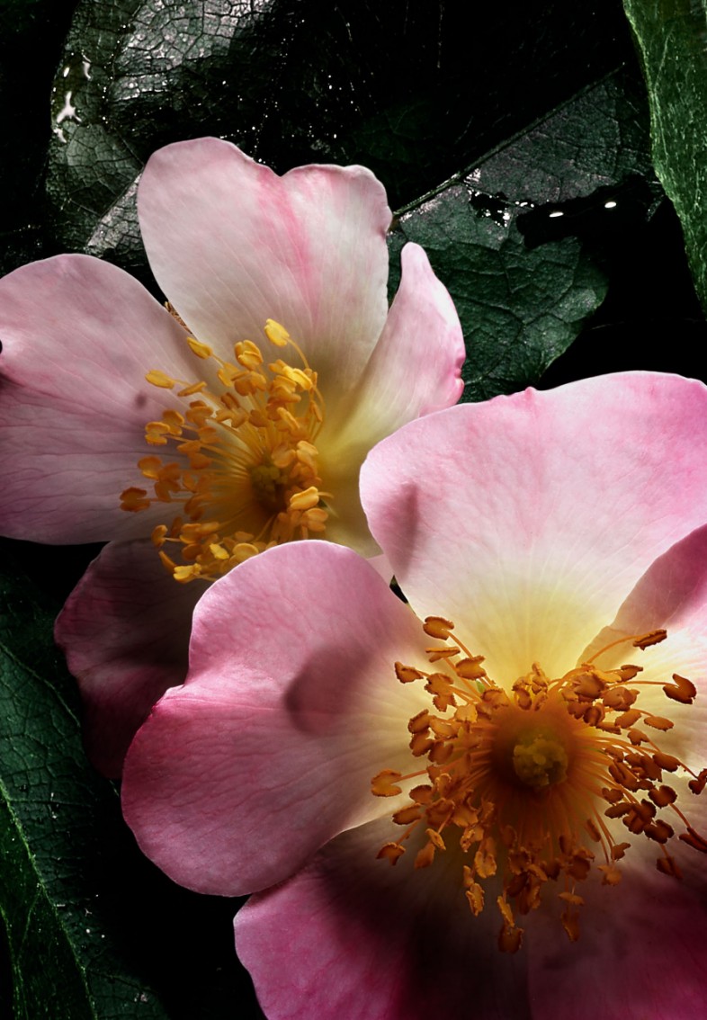 1774433113684710.png image.png